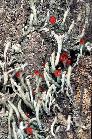 Cladonia cristatella #4037